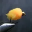 Flybox EGGSTASY in 7 Fl.Peach